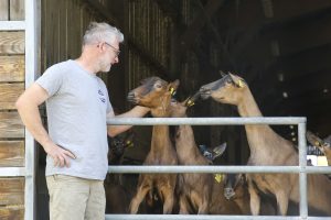 Chèvres marron complices avec un éleveur
